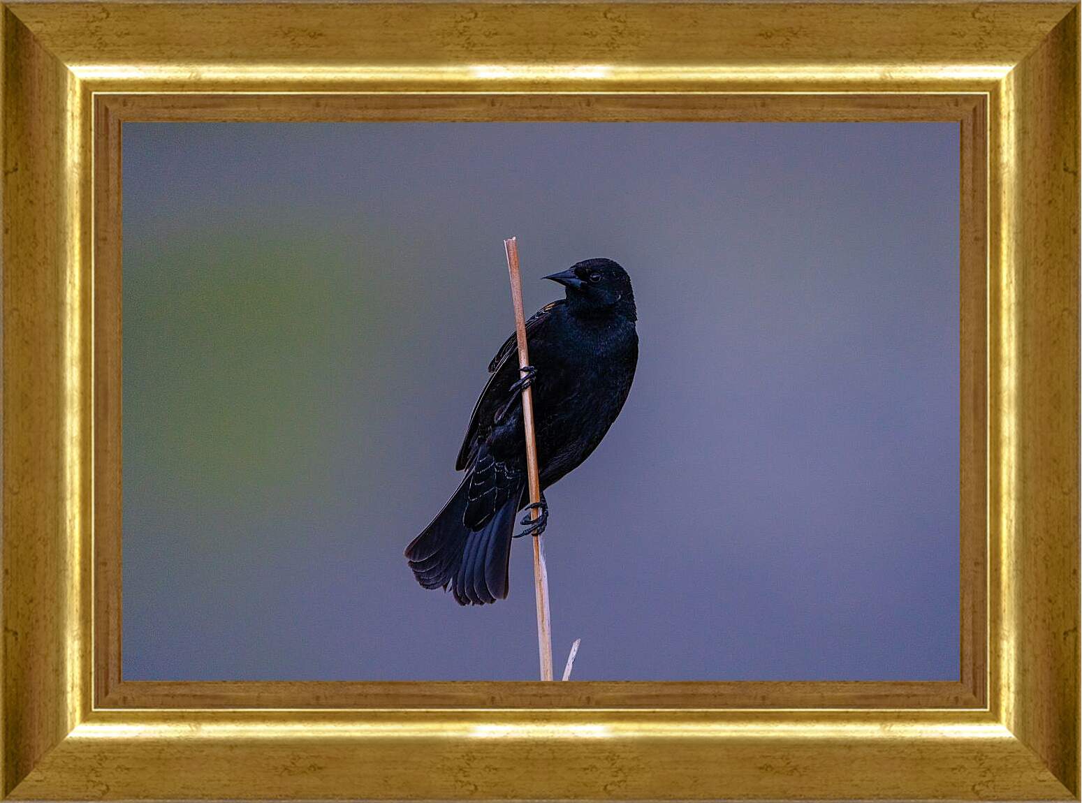 Картина в раме - Чёрный ворон на палке