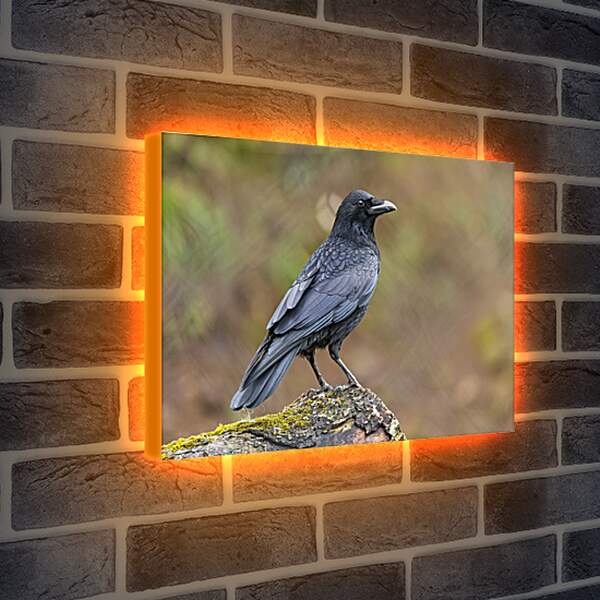 Лайтбокс световая панель - Чёрный ворон сидит на камне