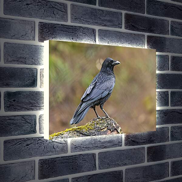 Лайтбокс световая панель - Чёрный ворон сидит на камне