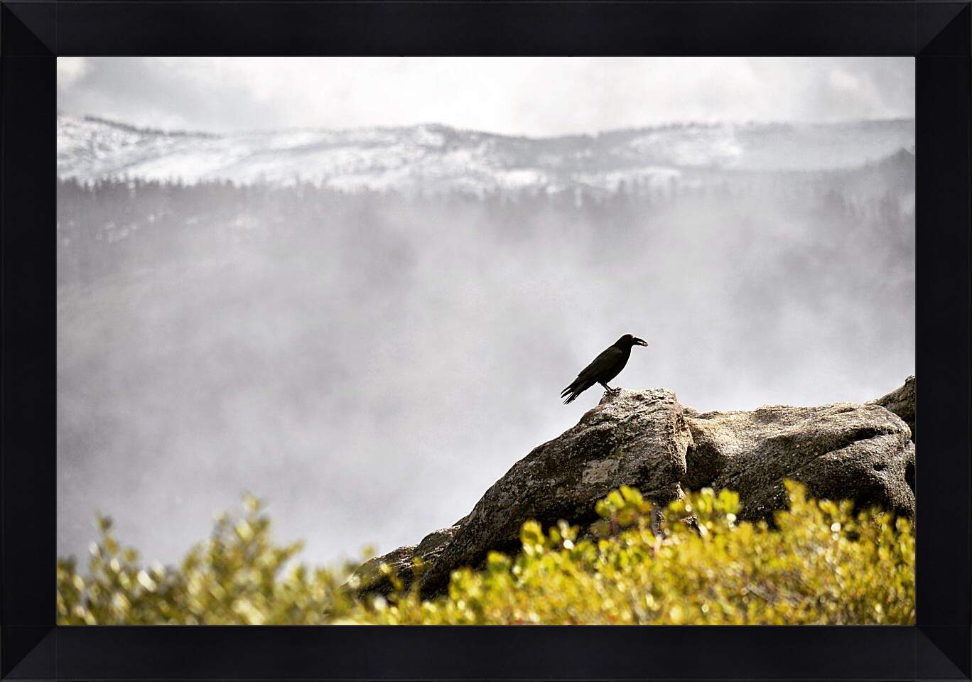 Картина в раме - Чёрный ворон на камне на фоне скалы