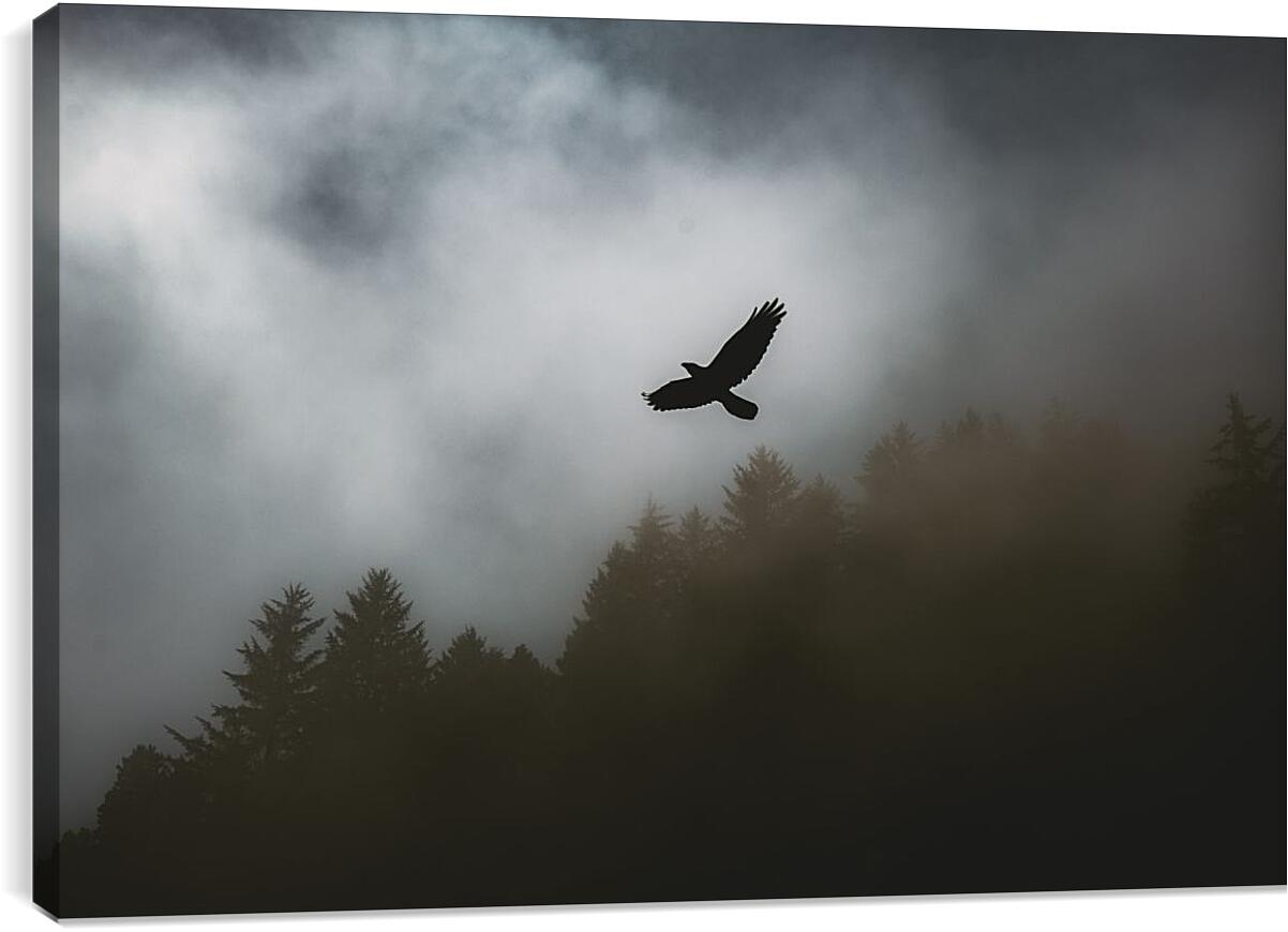 Постер и плакат - Чёрный ворон в полёте над лесом