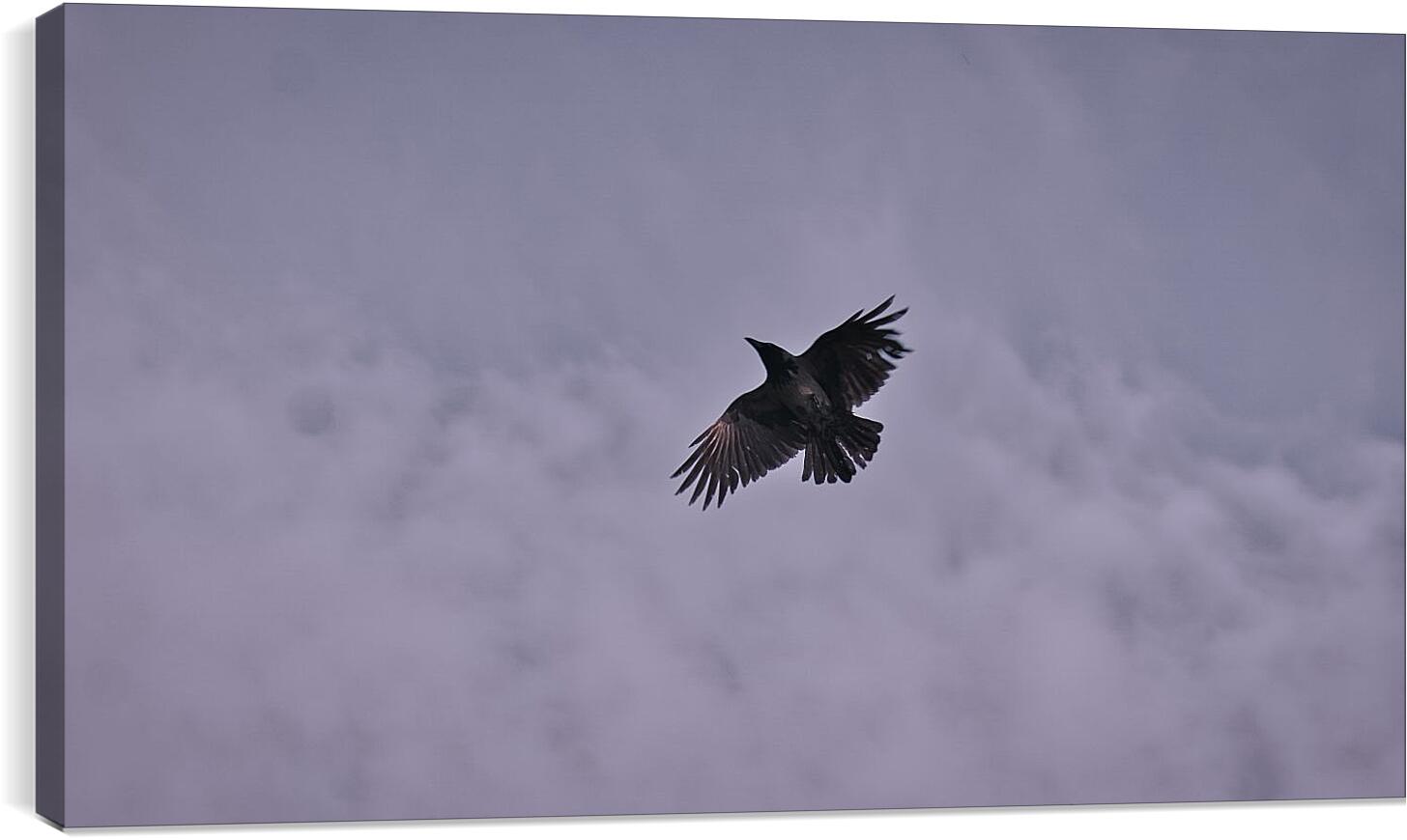 Постер и плакат - Чёрный ворон в небе