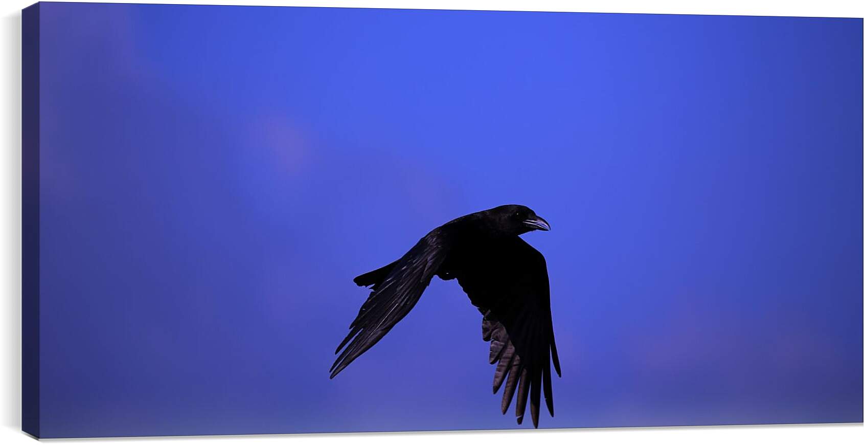 Постер и плакат - Чёрный ворон в полёте