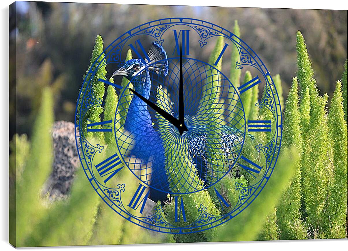 Часы картина - Павлин в зелёных кустах