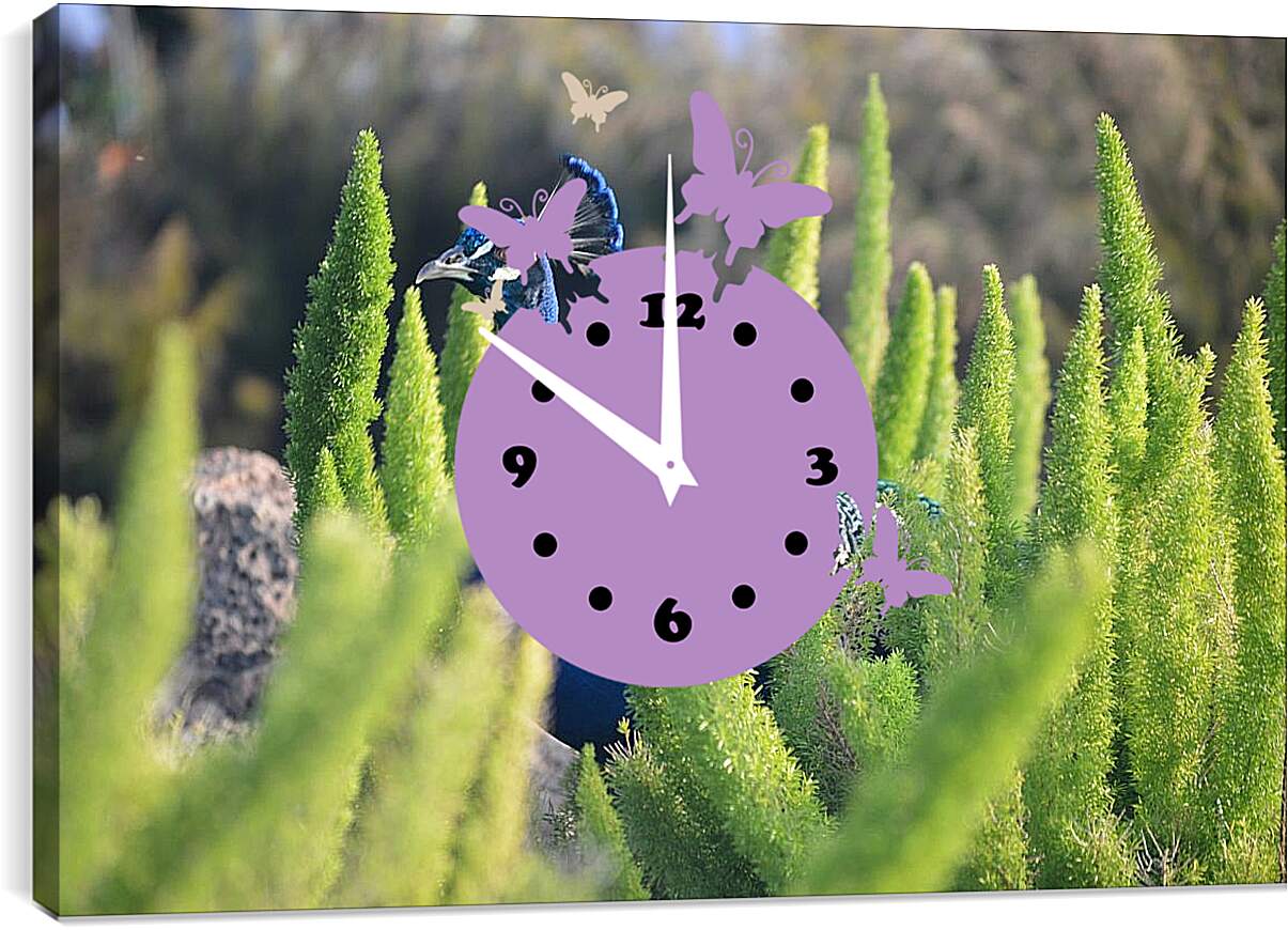 Часы картина - Павлин в зелёных кустах