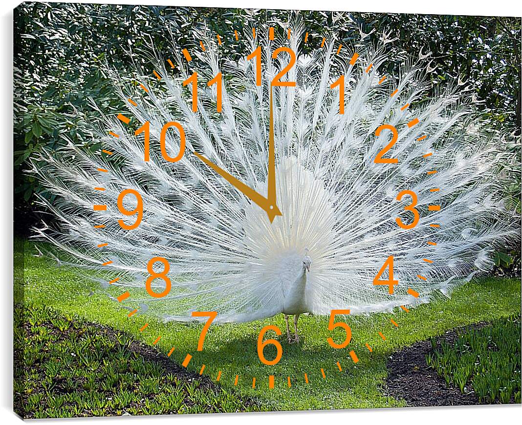 Часы картина - Белый павлин с распущенным хвостом