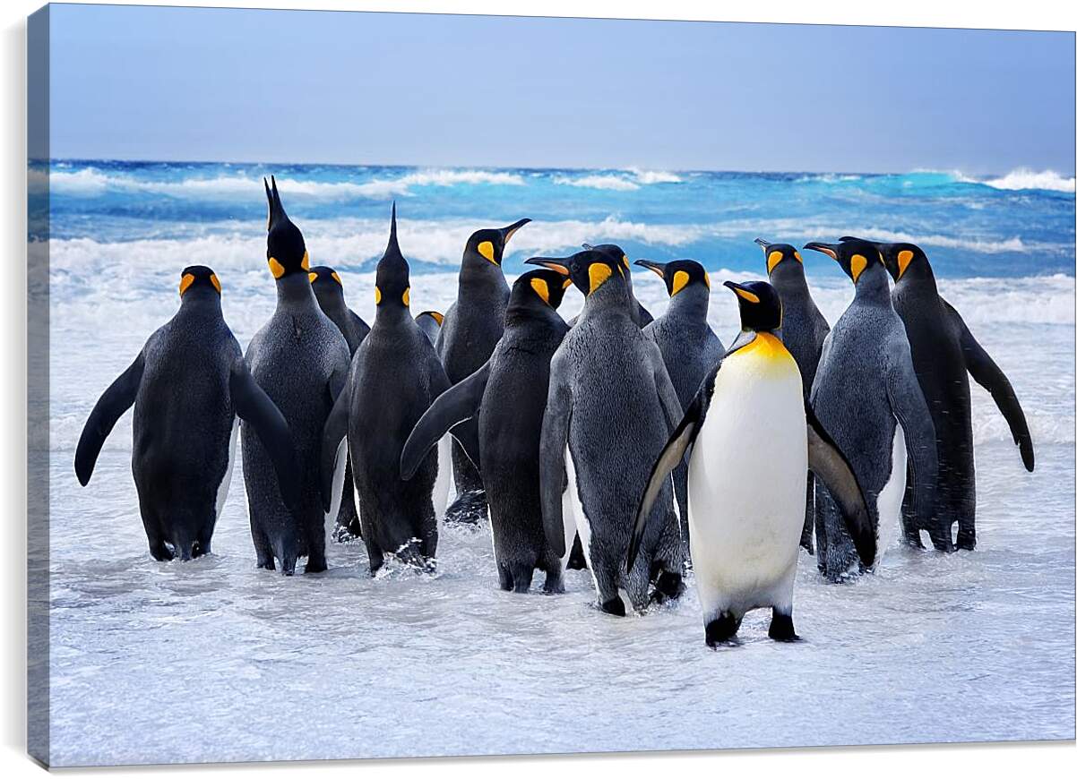Постер и плакат - Пингвины у воды