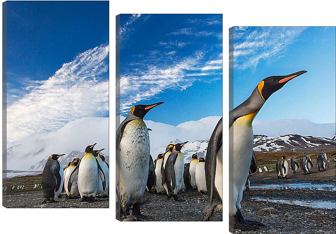 Модульная картина - Толпа пингвинов