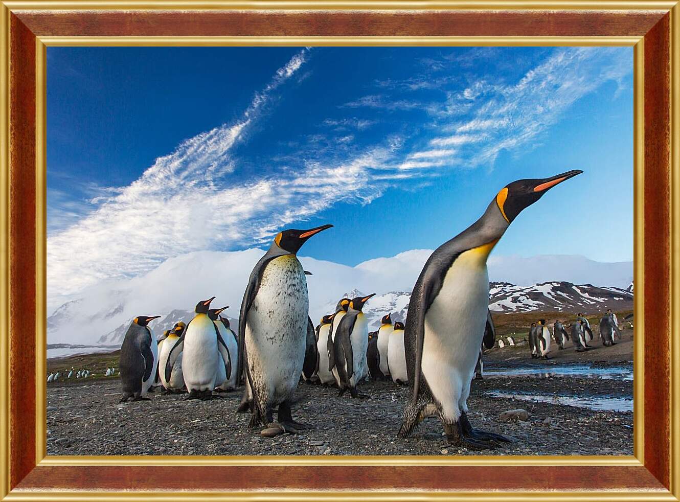 Картина в раме - Толпа пингвинов