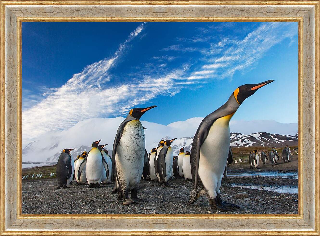 Картина в раме - Толпа пингвинов