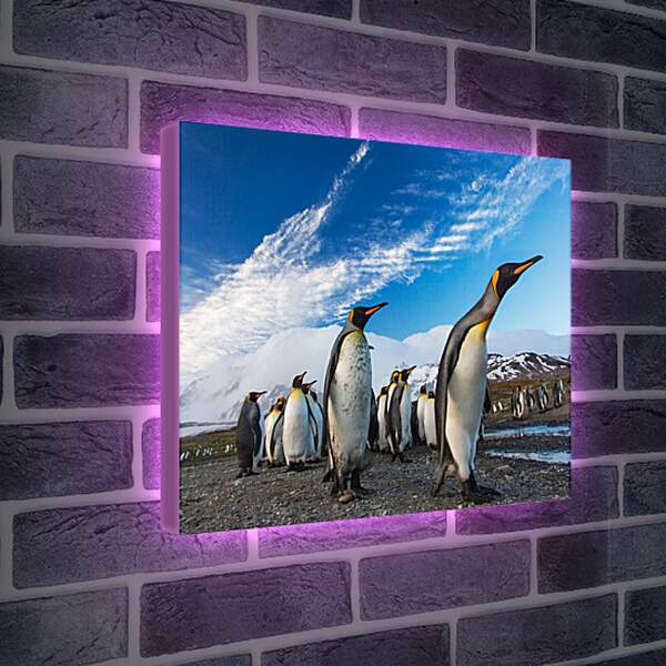 Лайтбокс световая панель - Толпа пингвинов