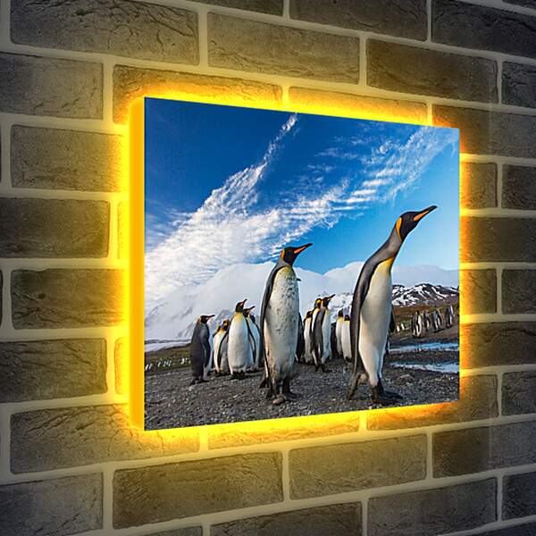 Лайтбокс световая панель - Толпа пингвинов