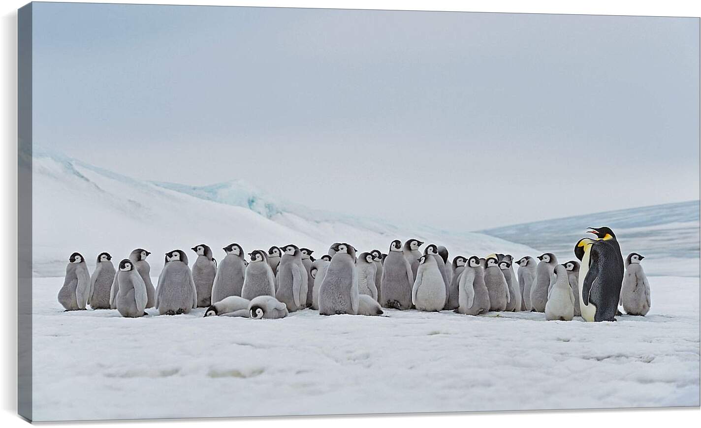 Постер и плакат - Пингвины на снегу