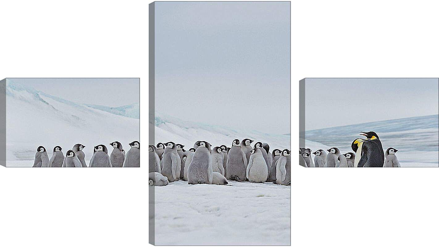 Модульная картина - Пингвины на снегу
