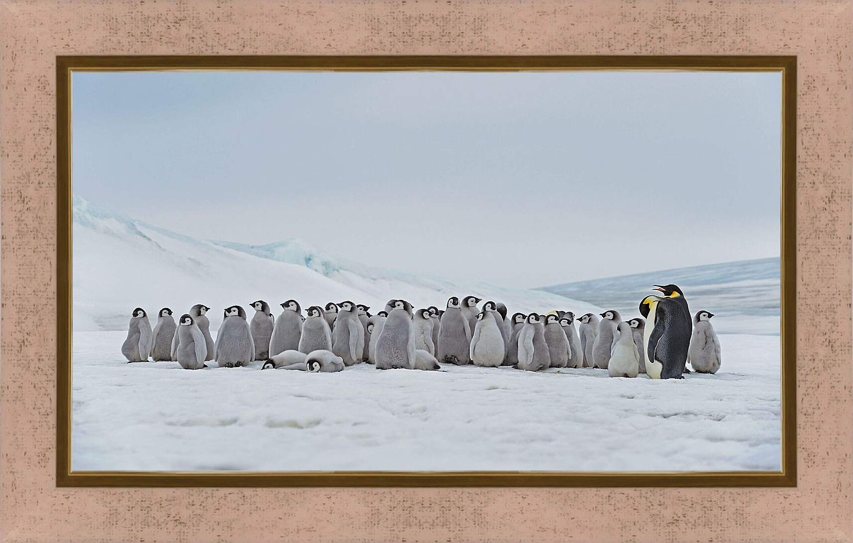 Картина в раме - Пингвины на снегу