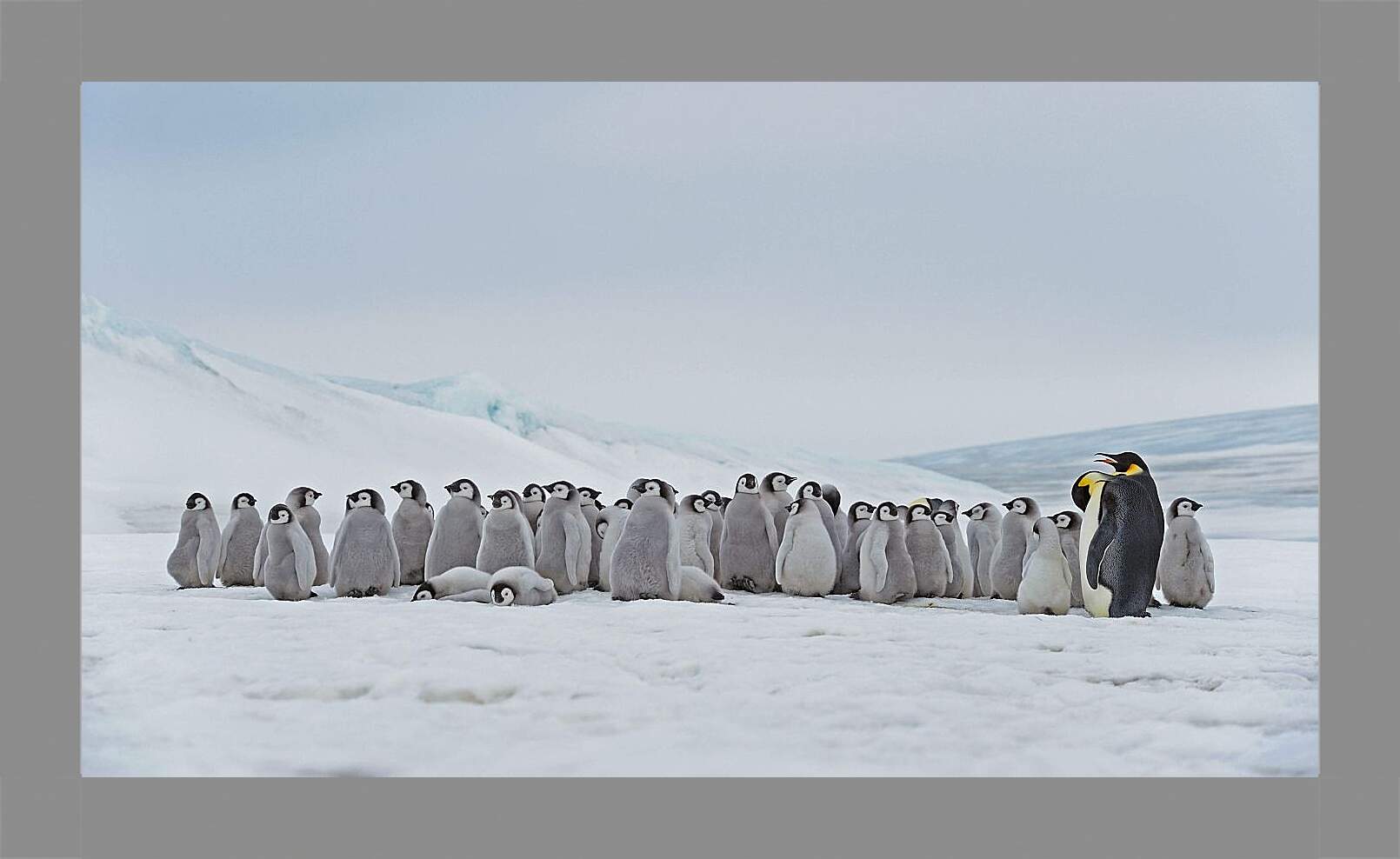 Картина в раме - Пингвины на снегу