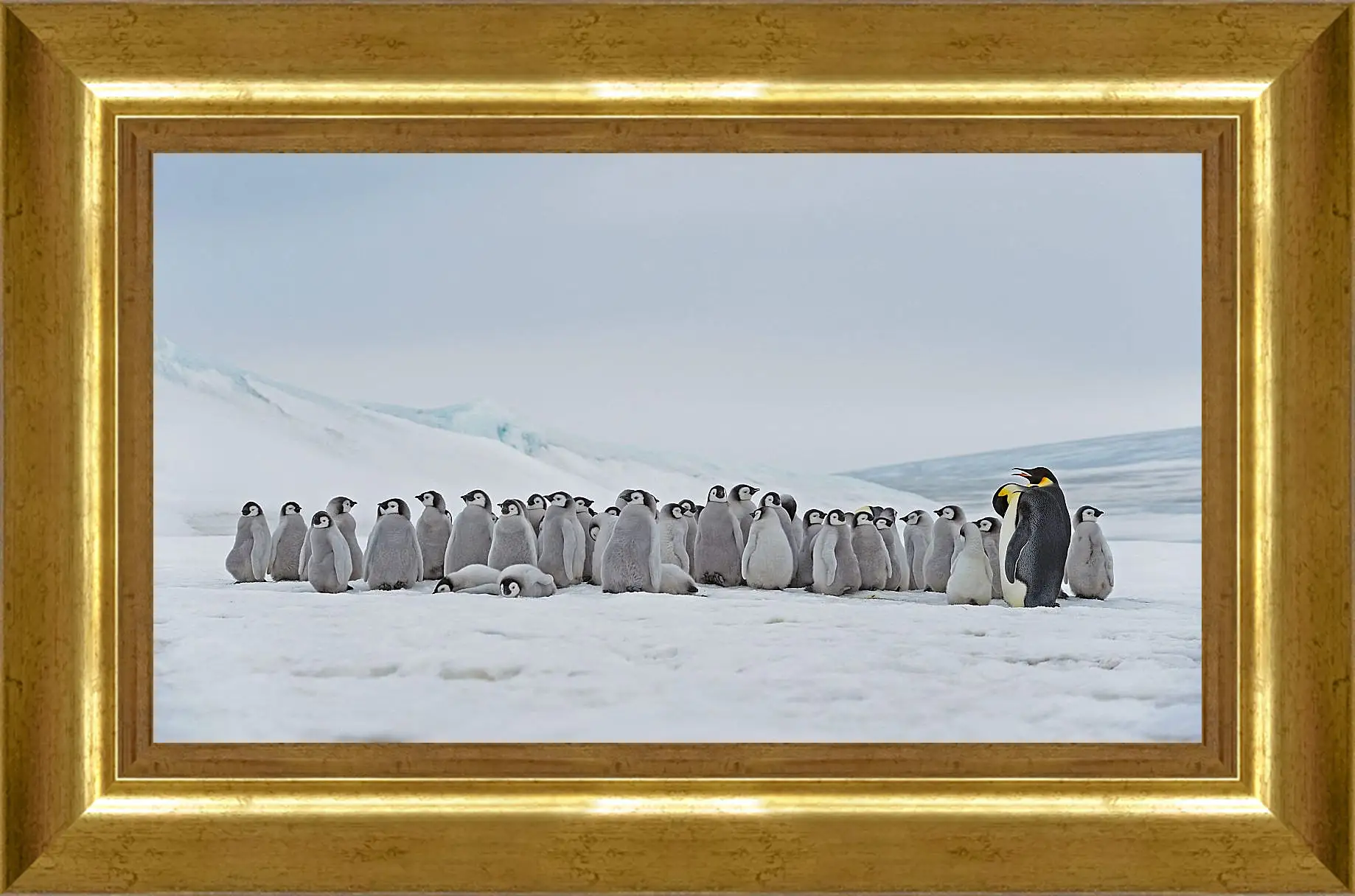 Картина в раме - Пингвины на снегу