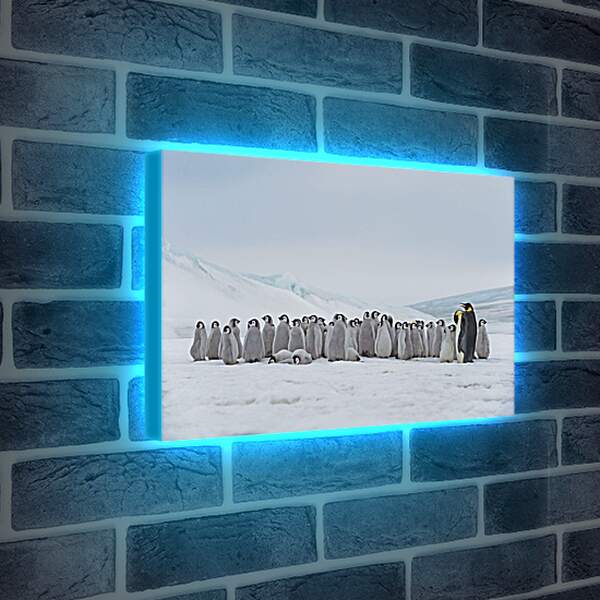 Лайтбокс световая панель - Пингвины на снегу