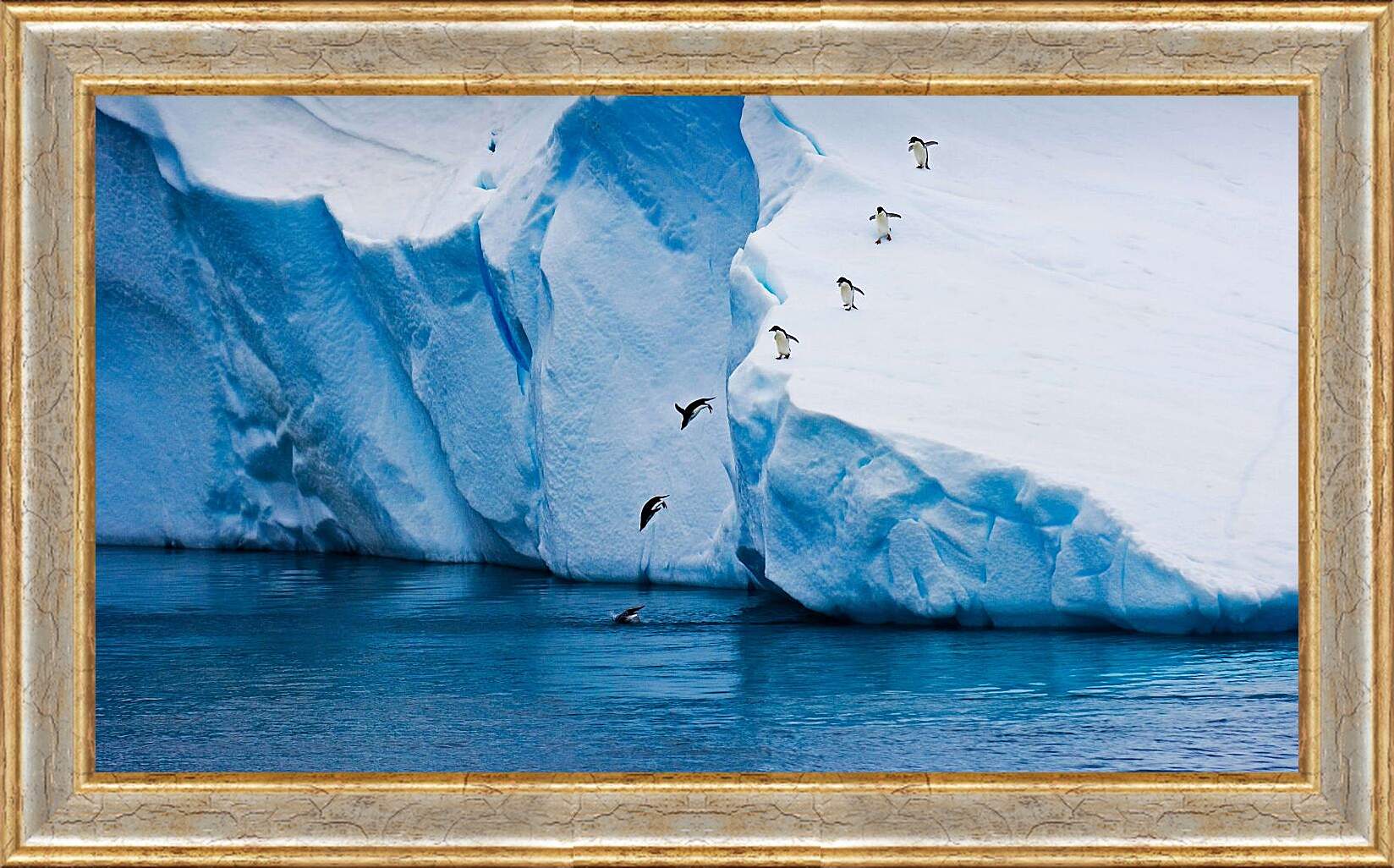 Картина в раме - Ныряющие пингвины