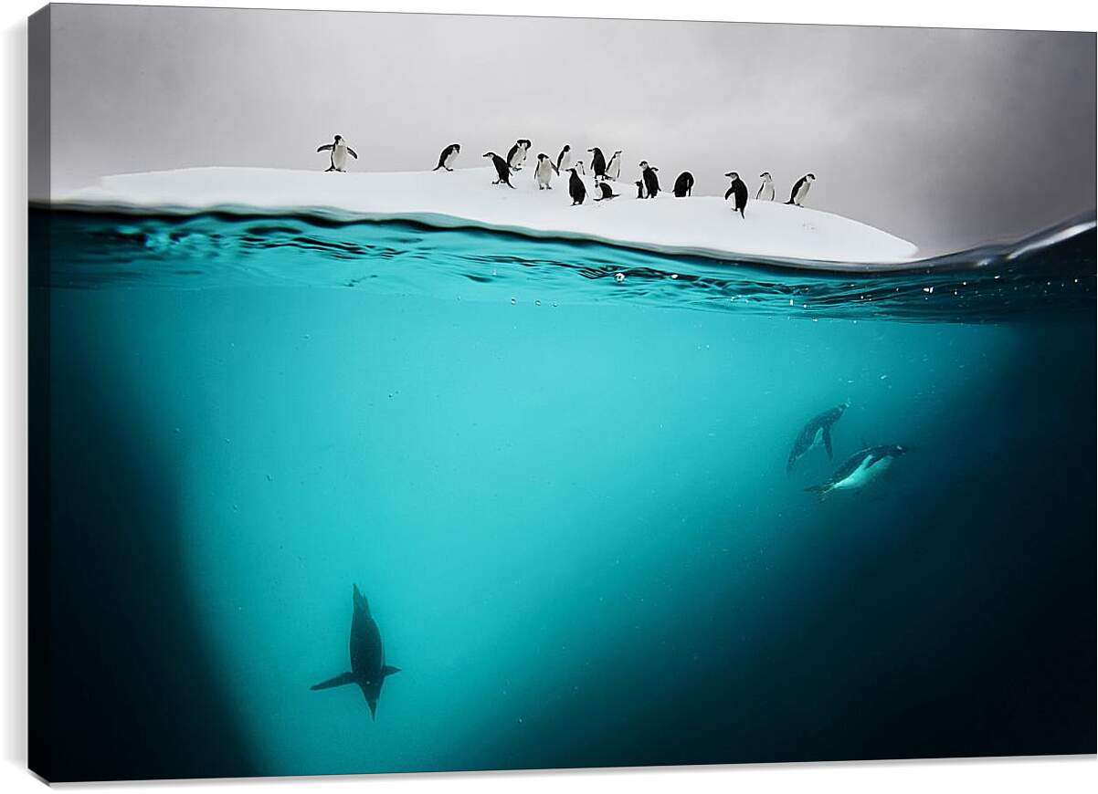 Постер и плакат - Пингвины под водой