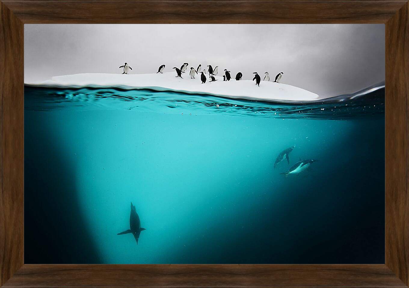 Картина в раме - Пингвины под водой