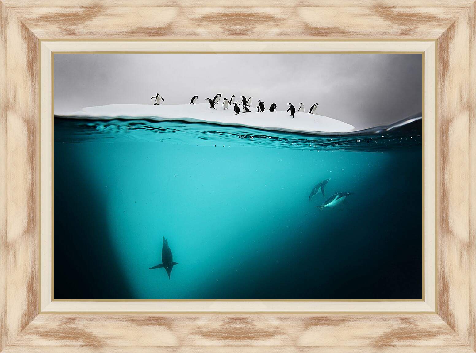 Картина в раме - Пингвины под водой