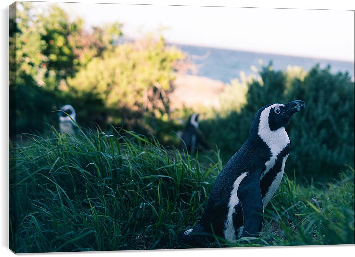 Постер и плакат - Пингвины в траве