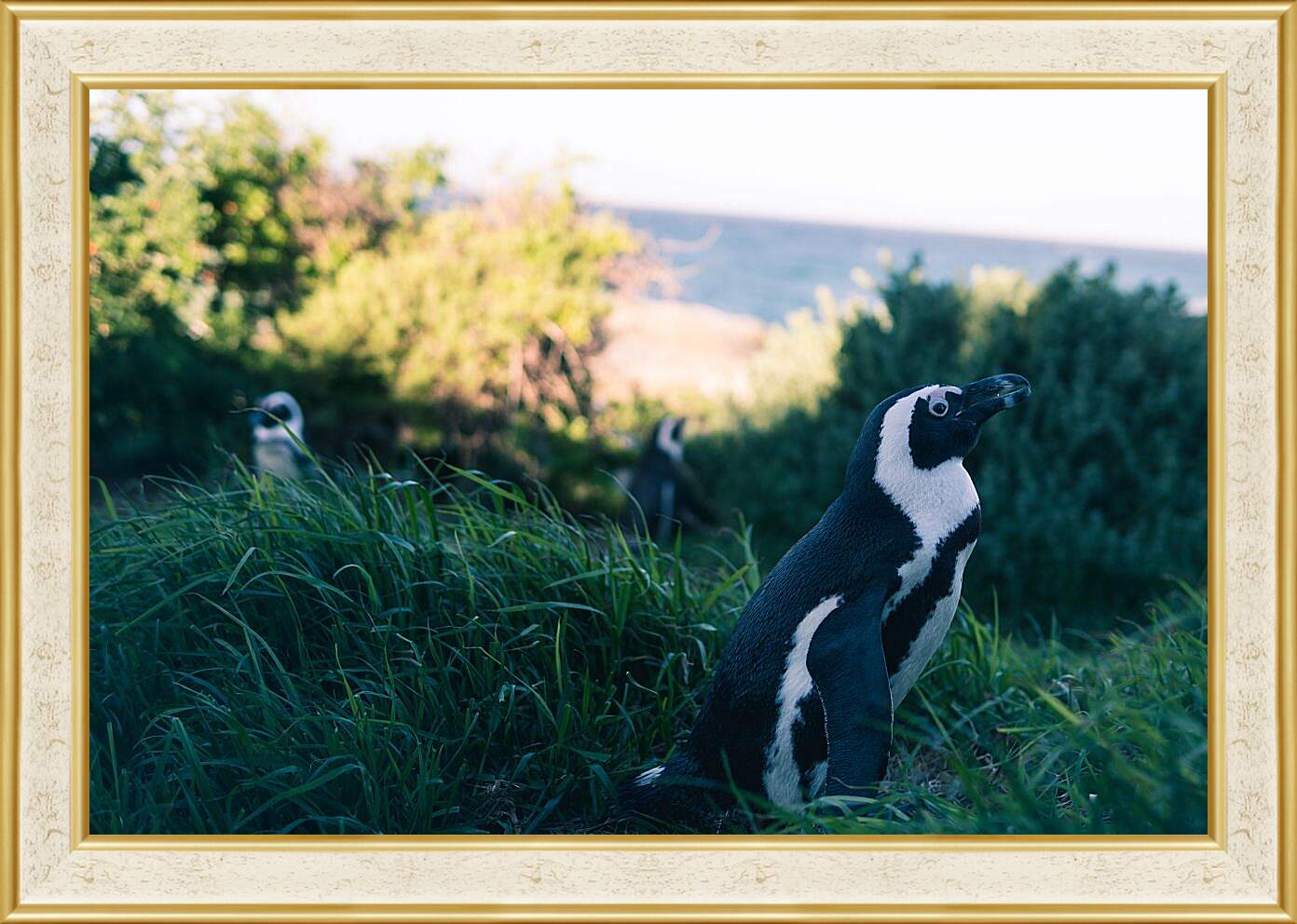 Картина в раме - Пингвины в траве