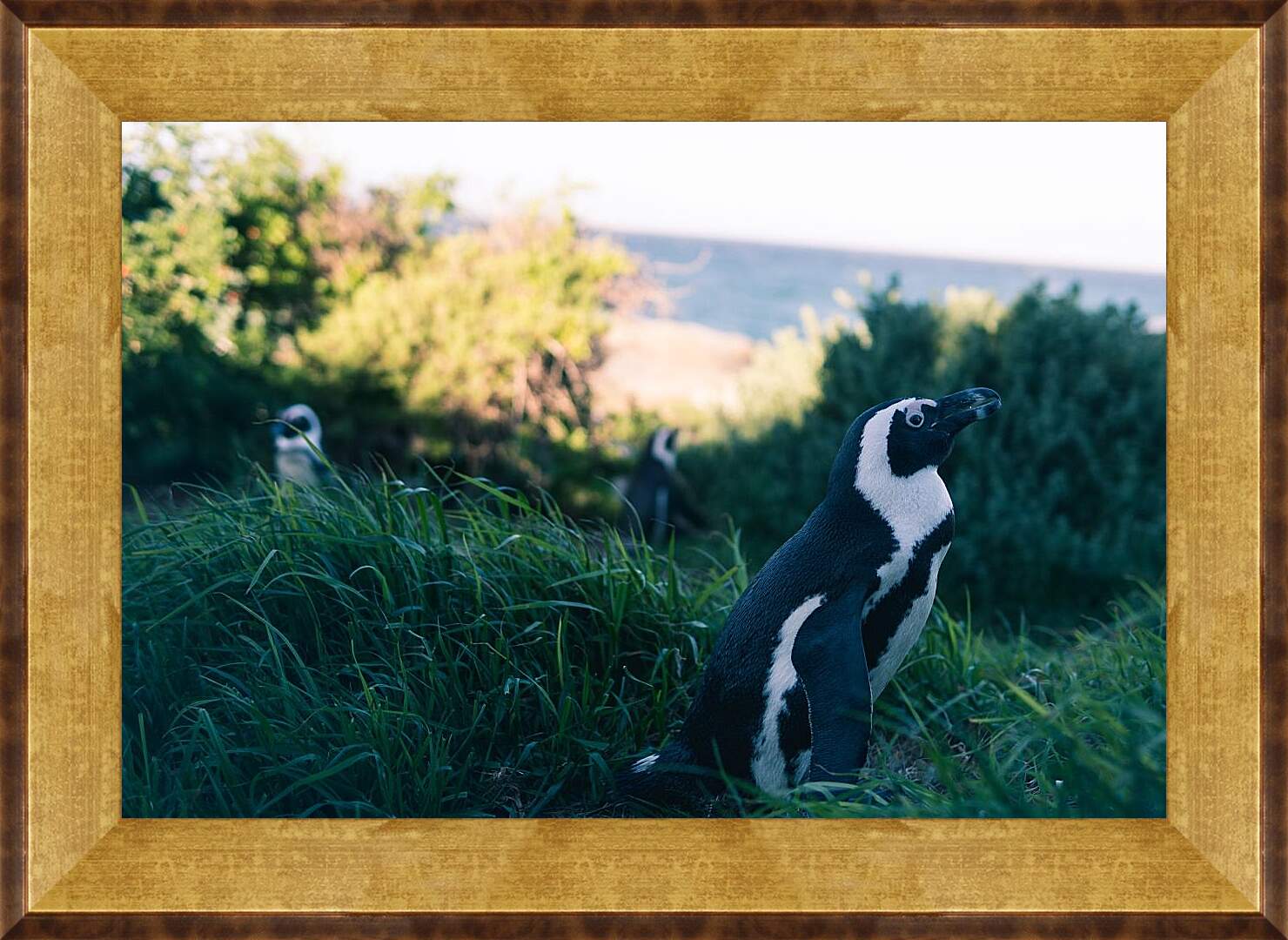 Картина в раме - Пингвины в траве