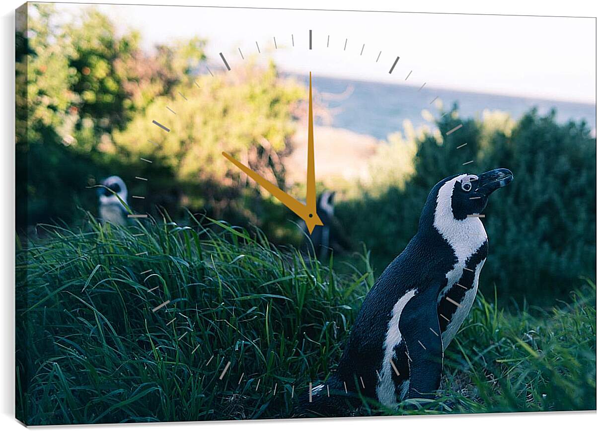 Часы картина - Пингвины в траве