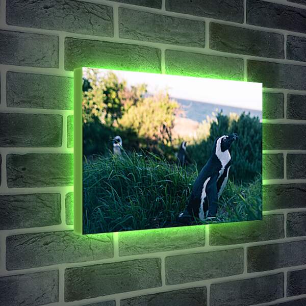 Лайтбокс световая панель - Пингвины в траве