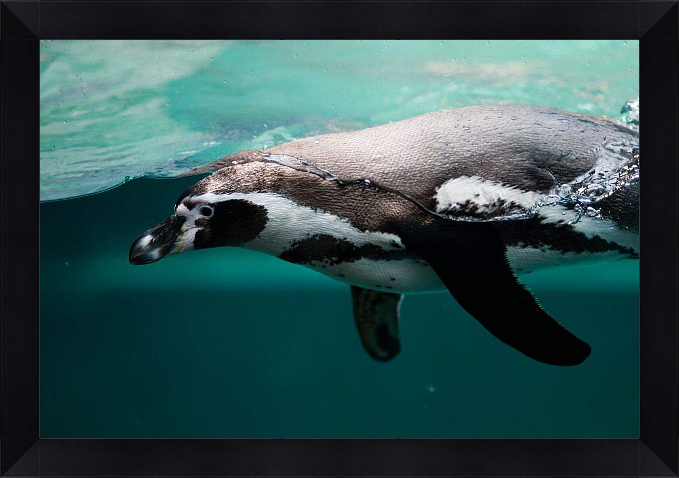 Картина в раме - Пингвин в воде