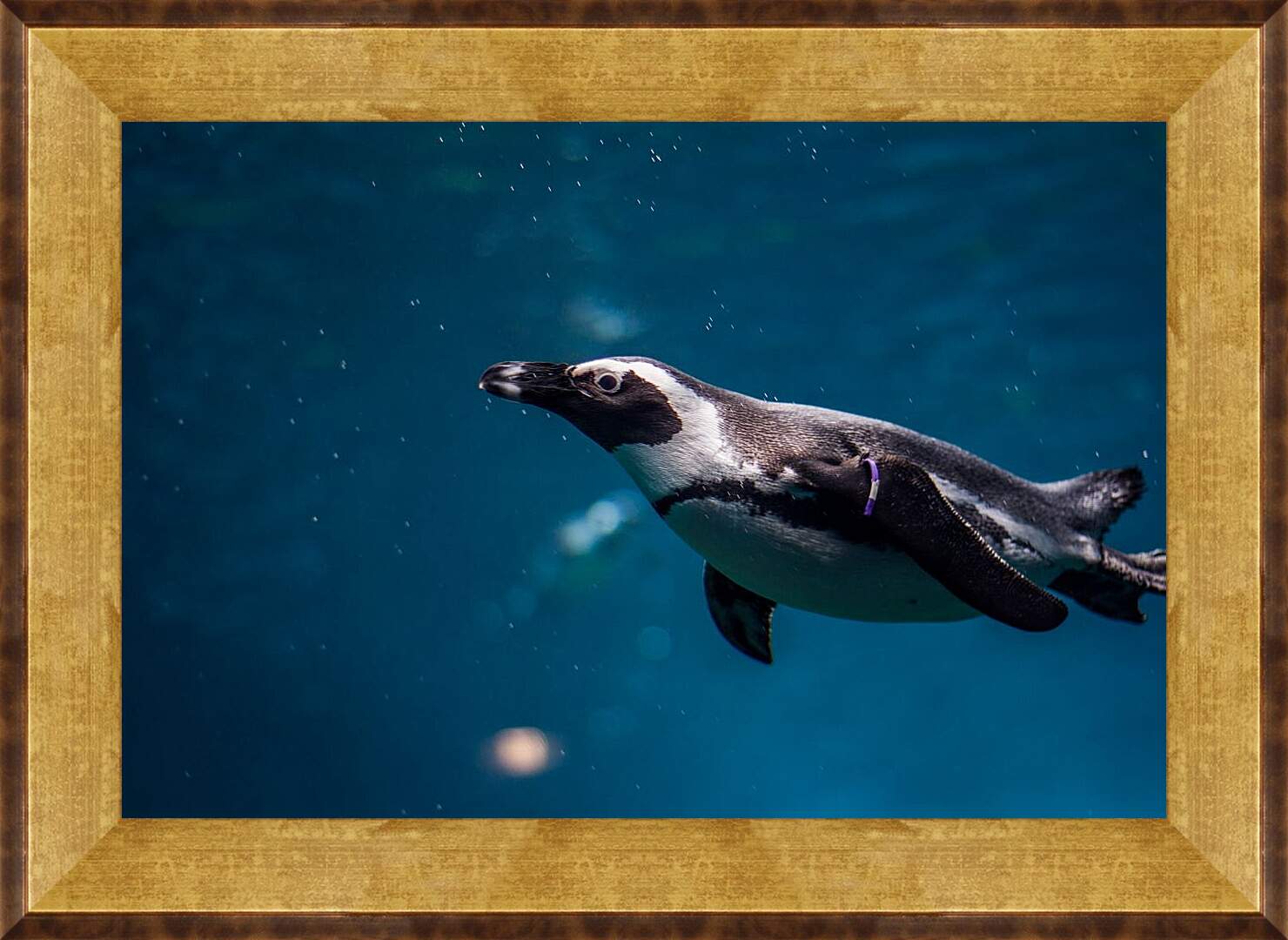Картина в раме - Пингвин под водой