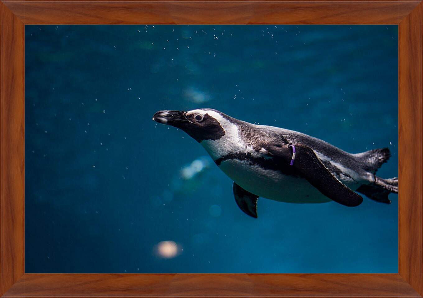 Картина в раме - Пингвин под водой