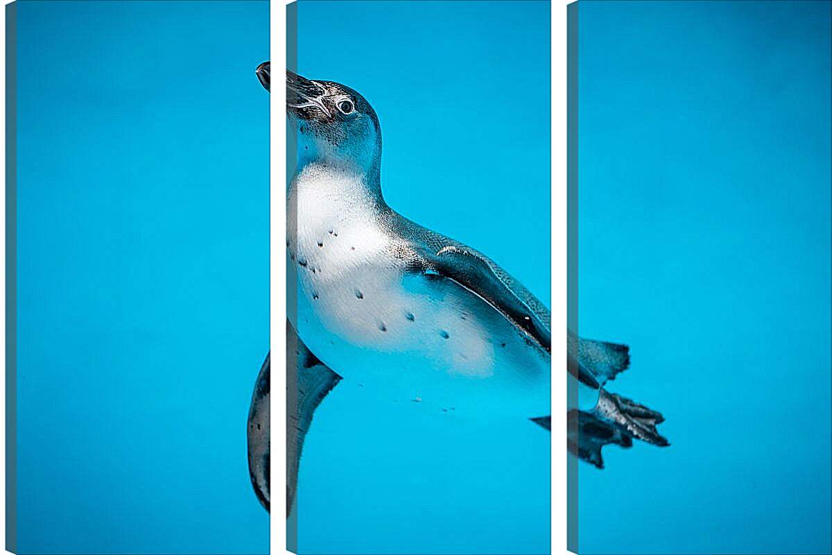 Модульная картина - Пингвин с белой грудкой