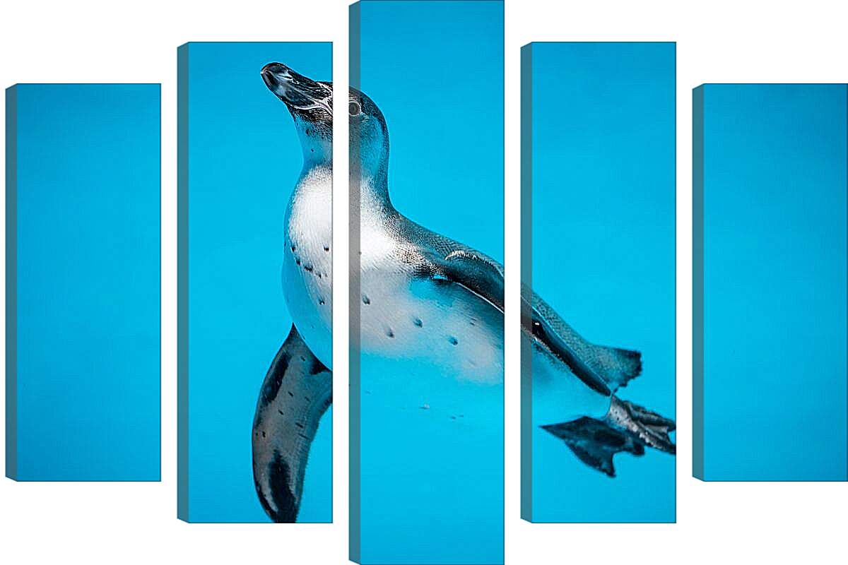 Модульная картина - Пингвин с белой грудкой