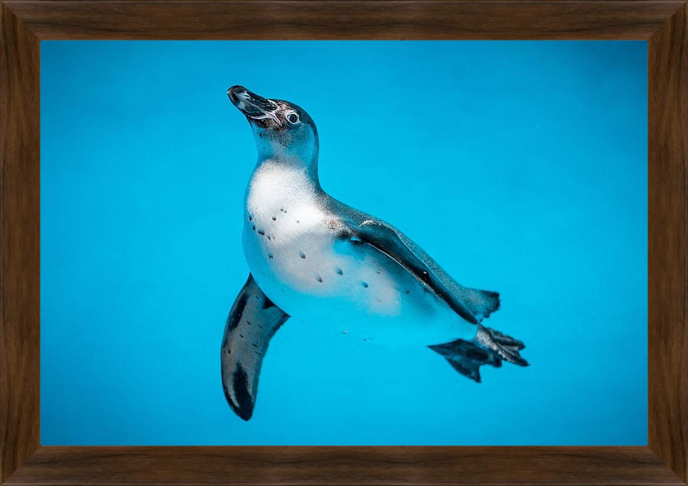 Картина в раме - Пингвин с белой грудкой