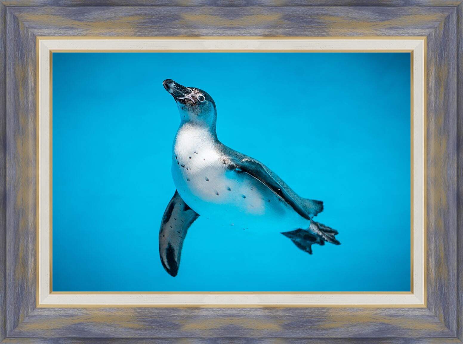 Картина в раме - Пингвин с белой грудкой