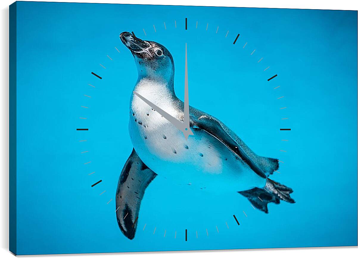 Часы картина - Пингвин с белой грудкой