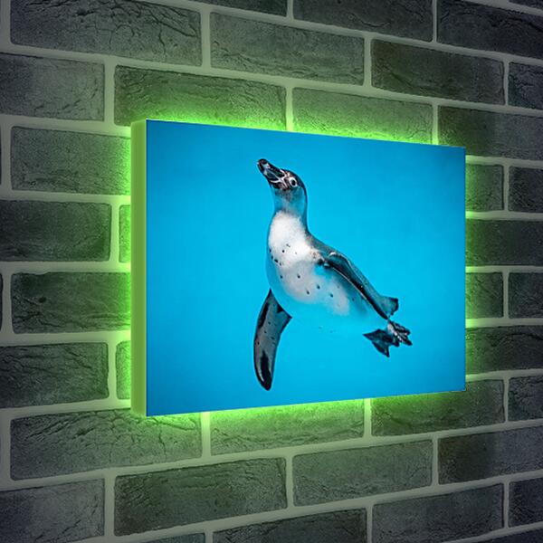 Лайтбокс световая панель - Пингвин с белой грудкой