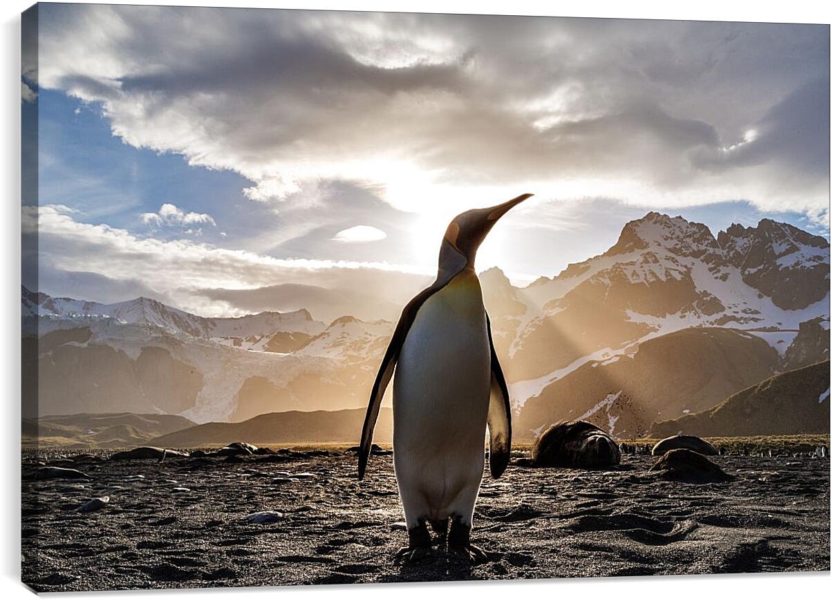 Постер и плакат - Пингвин на фоне солнца