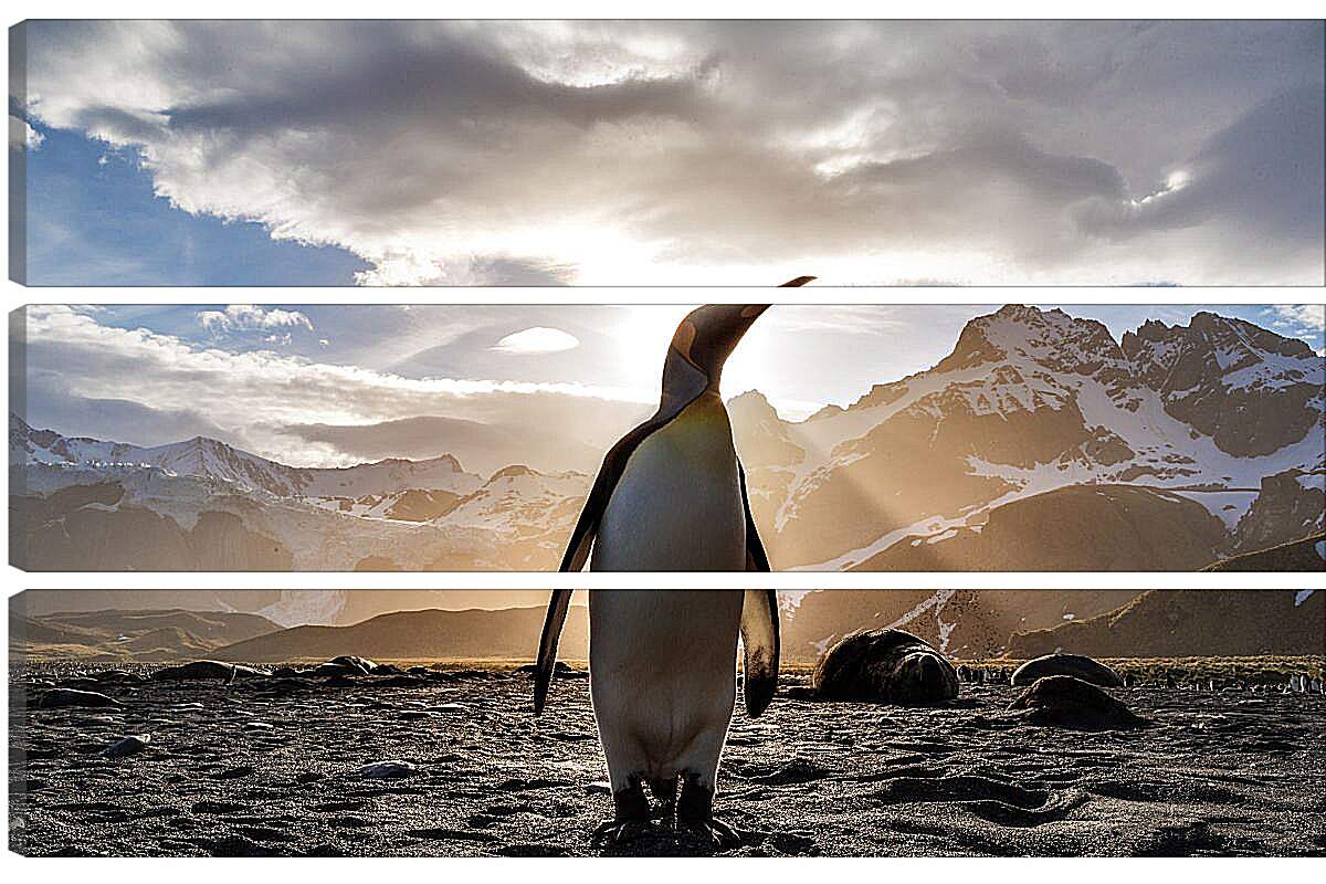 Модульная картина - Пингвин на фоне солнца