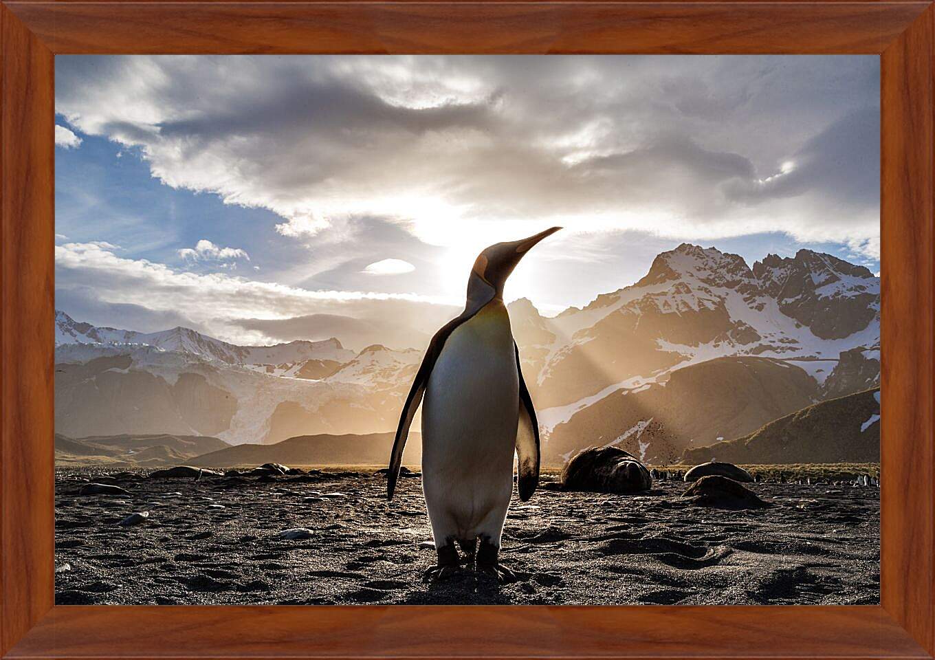 Картина в раме - Пингвин на фоне солнца