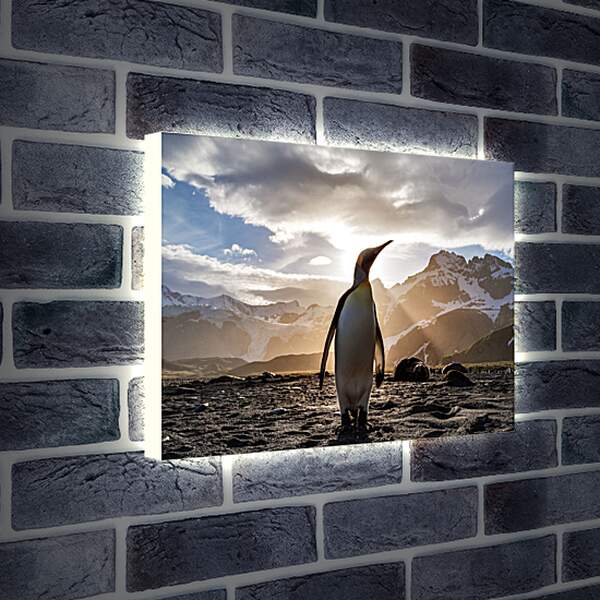Лайтбокс световая панель - Пингвин на фоне солнца