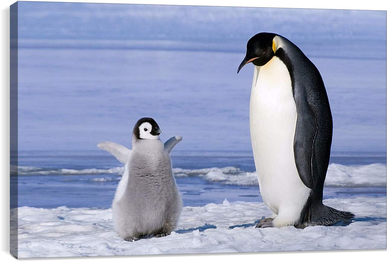 Постер и плакат - Пингвин с детёнышем