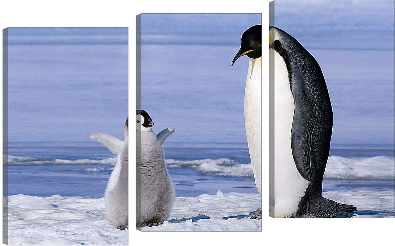 Модульная картина - Пингвин с детёнышем