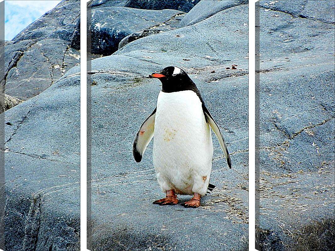 Модульная картина - Пингвин с красным клювом