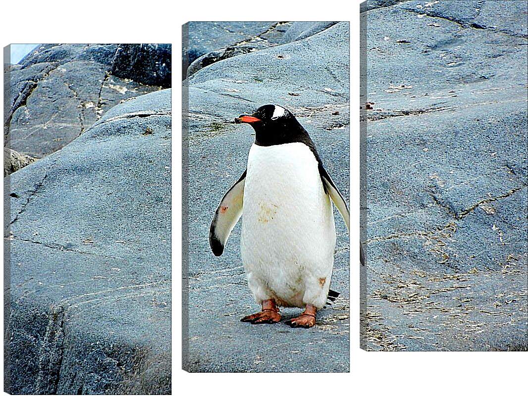 Модульная картина - Пингвин с красным клювом