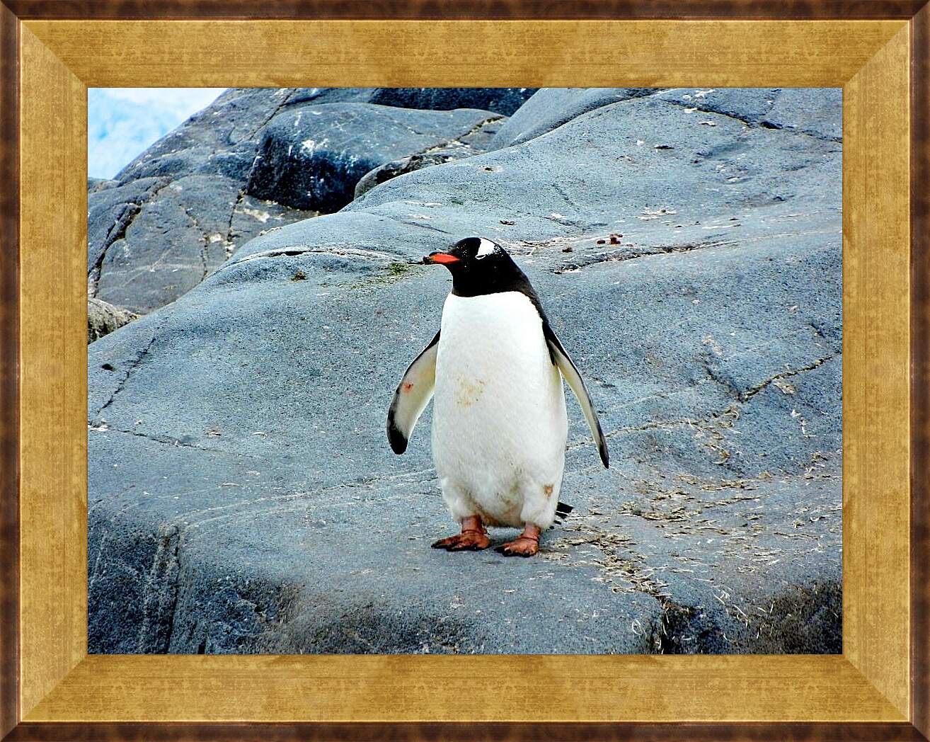 Картина в раме - Пингвин с красным клювом