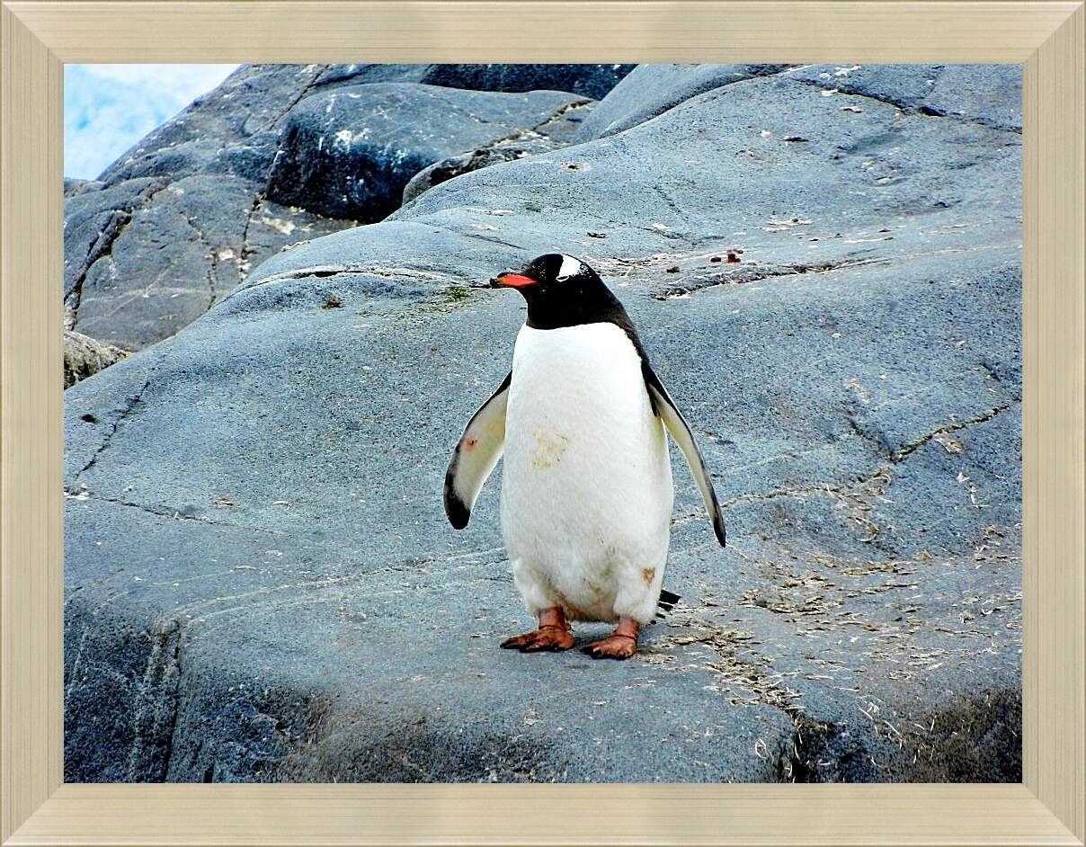 Картина в раме - Пингвин с красным клювом